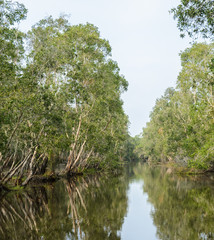 Green nature view of white samet tree in Talay-Noi Wetland, Thailand