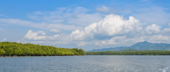 Mangrove forest in Phang Nga Bay National Park, Thailand