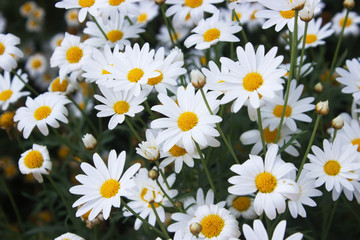 soft focut white Gerbera flower