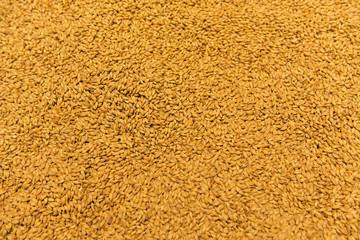 The grain used to make the fermented beer.