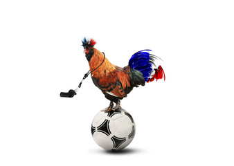 French colored rooster with big tail on a ball