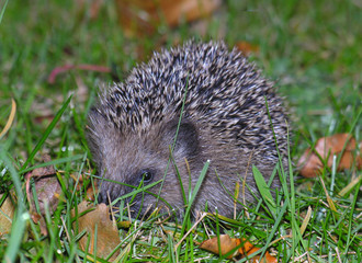 Igel