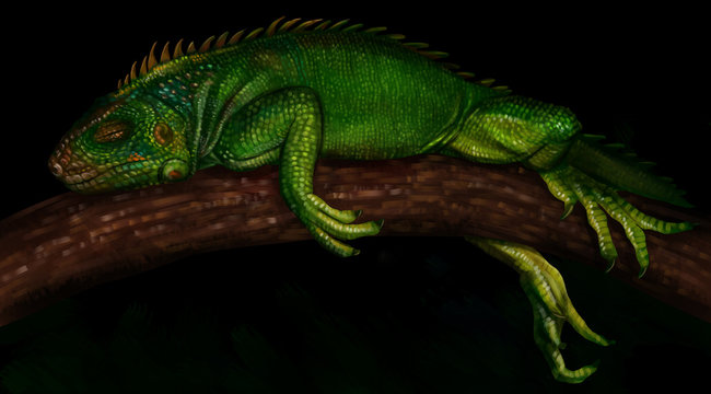 Ящерица игуана