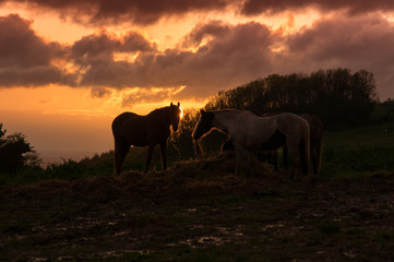 Obraz na płótnie Canvas A Pair of horses eating hay at sunset in a rural setting.