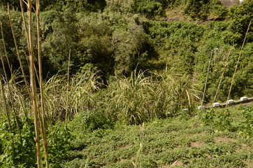Promenade le long des levadas de Porto da Cruz à Referta (Madère)
