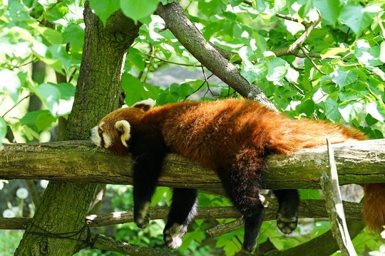 schlafender roter Panda auf einem Baumstamm