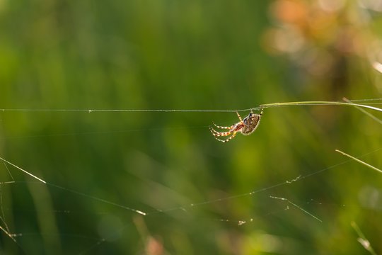 Cross spider (Araneus diadematus) sitting on his web
