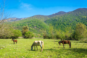 Beautiful mountain landscape with horses.