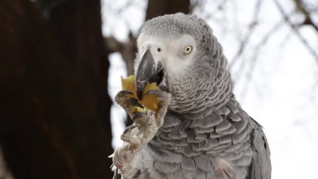  Parrot eat Fruit-close up