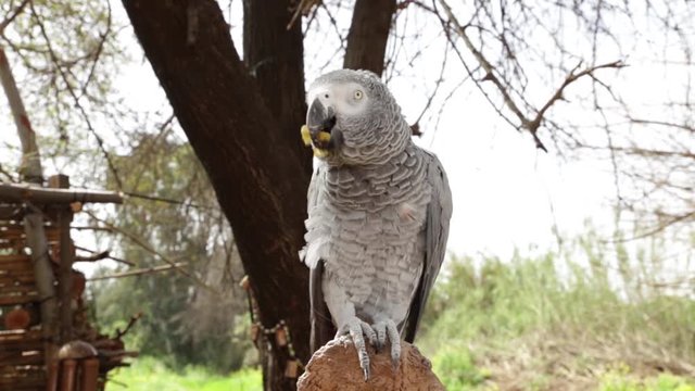  Parrot eat Fruit