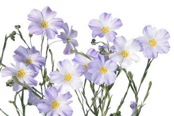 Blue flax flower isolated on white background. Flowering flax plant on white background