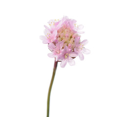Naklejka na ściany i meble Sea thrift (Armeria maritima) pink flower isolated on white background