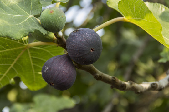 Higo negro