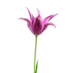Purple Lilyflowering tulip isolated on white background