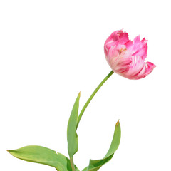 Pink Parrot tulip isolated on white background