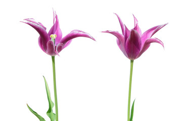 Purple Lilyflowering tulips isolated on white background