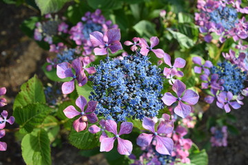 ユウグランピンク（紫陽花）／山形県にあるアジサイ園で撮影した、ユウグランピンクという紫陽花の写真です。