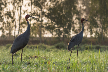 Obraz na płótnie Canvas Sarus cranes in a green field