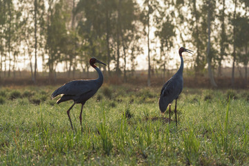 Sarus cranes in a green field - 111852134