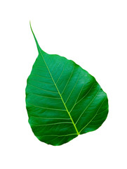 Bodhi Tree leaf isolated on white background.