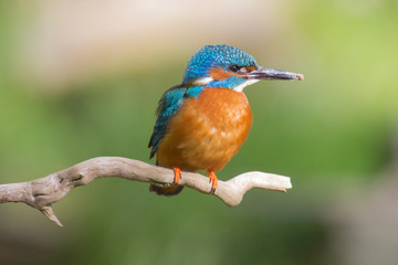 Eisvogel