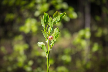Sprig of blueberries with flower
