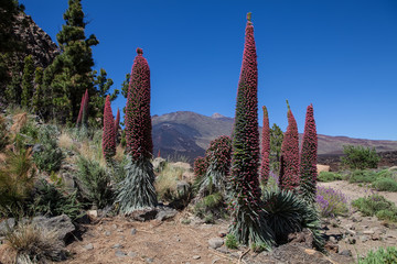 Echium wildpretii flower