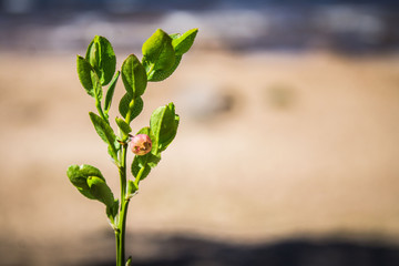 Sprig of blueberries with flower
