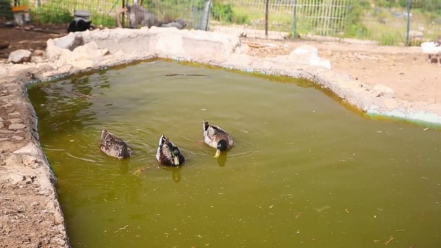 Three beautiful ducks slowly floating in a pond
