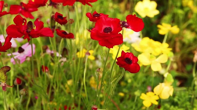 Group of red and yellow ripe anemones on wind
