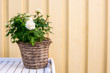 white roses growing in flowerpot before light yellow background, landscape.