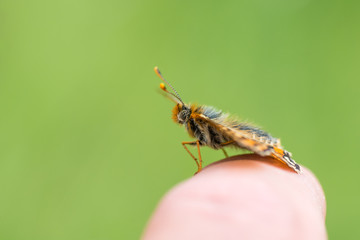 Marsh fritillary butterfly (Euphydryas aurinia) on finger. A scarce butterfly in the family Nymphalidae, at rest on bare ground on a man's finger