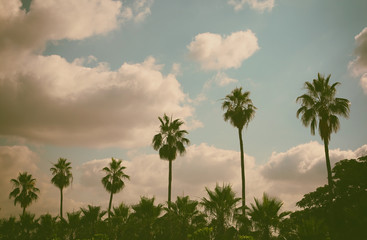 Palm trees against sky. retro style image