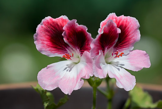 Цветок пеларгония