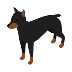 Doberman dog icon, isometric 3d style
