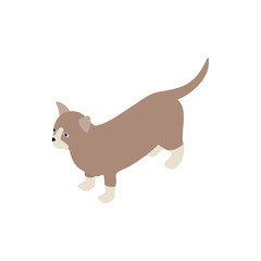 Munchkin cat icon, isometric 3d style
