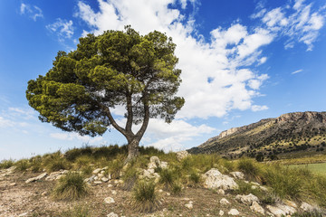 Fototapeta na wymiar Lonely tree. Comarca Noroeste, Región de Murcia, Spain, Europe.