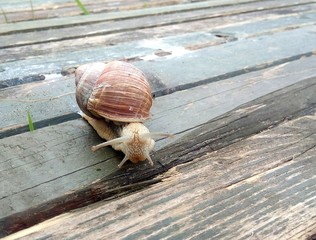 snail crawling on old wooden boards