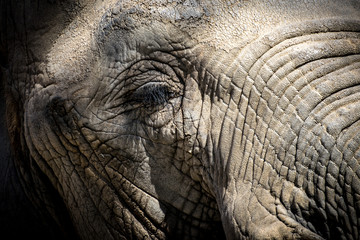 African elephant eye (Loxodonta africana)