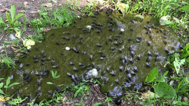 Many flies sitting on cow dung