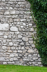 Medieval castle wall overgrown with ivy