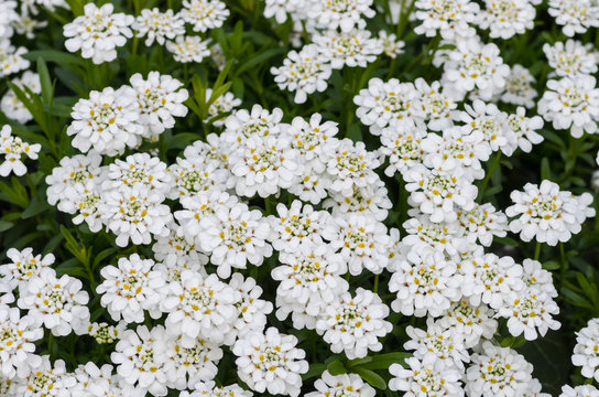 evergreen candytuft (Iberis sempervirens) flowers