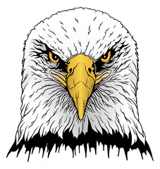 Eagle Head is an illustration of a hand drawn bald eagles head in color.