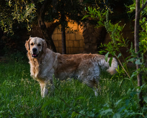 Dog 