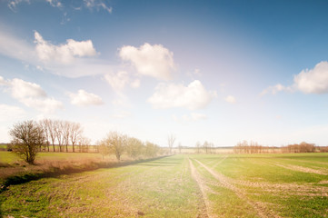 Fototapeta na wymiar Field of green grain, trees and perfect sky