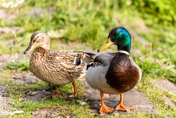 stockenten