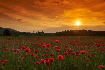 Schlatthof bei Aesch BL