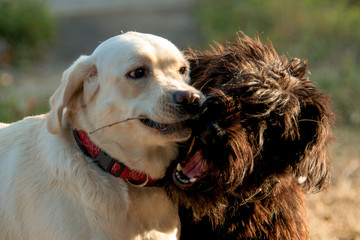 two dogs nose to nose