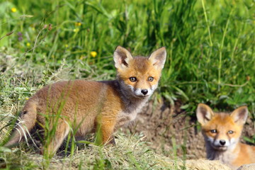 Naklejka na ściany i meble curious fox cub looking at the camera