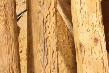 construction wooden beams destroyed by insect attack